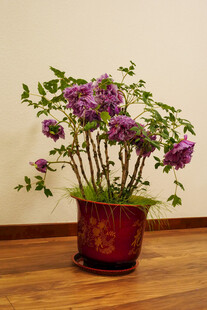 牡丹 月季 鲜花