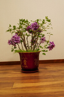 牡丹 月季 鲜花