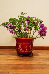 牡丹 月季 鲜花