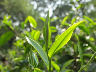春古茶茶芽