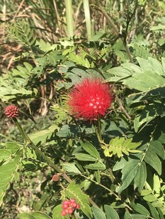 朱缨花
