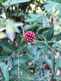朱缨花