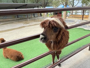 羊驼
