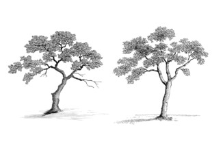 树线稿素材