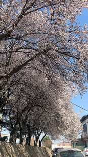 樱花路 春天