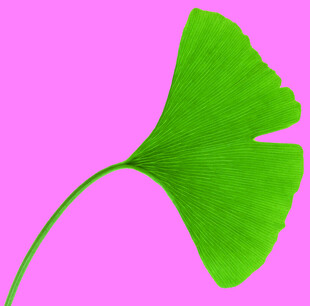 植物 树叶 银杏叶
