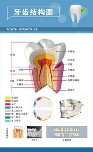 牙科 海报 宣传  诊所 治疗