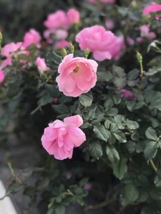 月季花