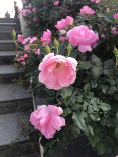 月季花