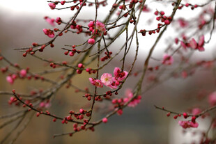 梅花图