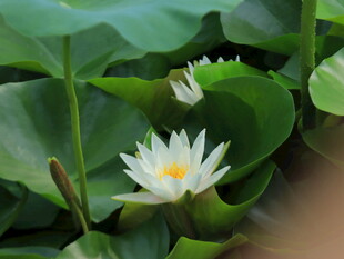 莲花