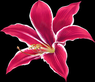百合花