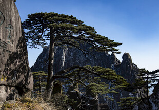 黄山迎客松