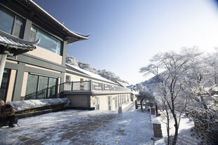 黄山雪松
