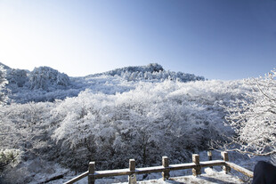 黄山雪松