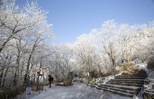 黄山雪松