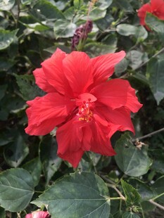 朱槿花 大红花