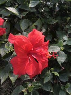 朱槿花 大红花
