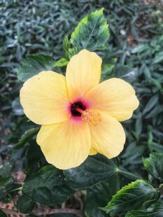 朱槿花