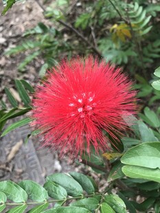 朱缨花