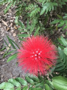 朱缨花
