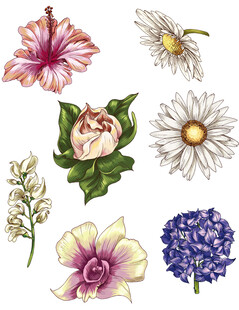 花朵插画