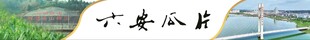 六安瓜片 独山镇 茶园 