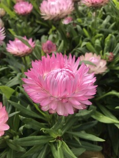 麦秆菊