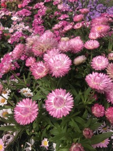 麦秆菊
