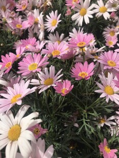 木茼蒿 小菊花
