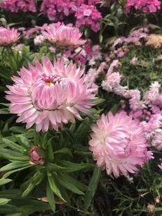麦秆菊