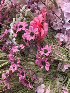 木茼蒿 小菊花