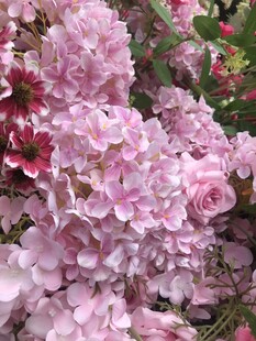绣球花