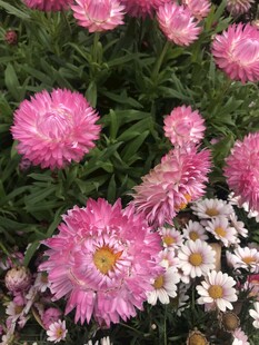 麦秆菊