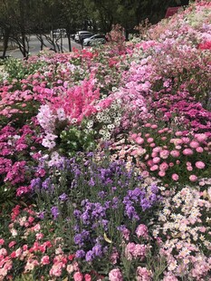 花坛 鲜花