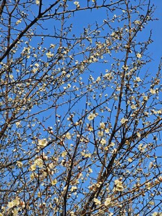 梅花
