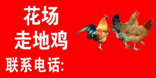 走地鸡