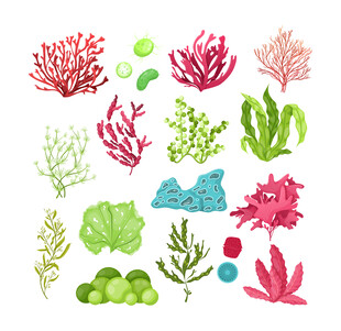 卡通珊瑚与海草插画