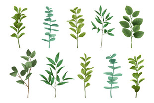 绿植树枝树叶矢量插画