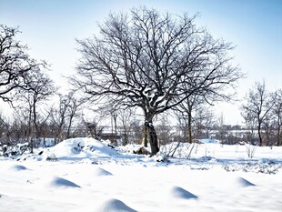 乡村雪景