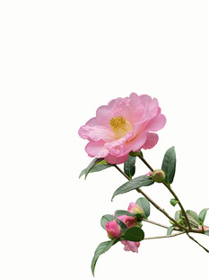 山茶花 