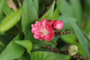 桃花花骨朵桃子
