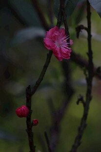 桃花枝