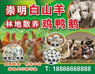 鸡鸭鹅