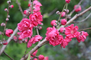 桃花盛