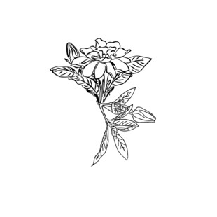 素描花 矢量图花素材 卡通图案