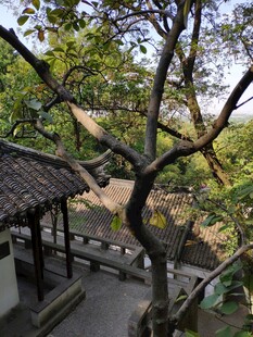 虎丘