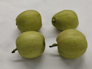 新疆库尔勒香梨