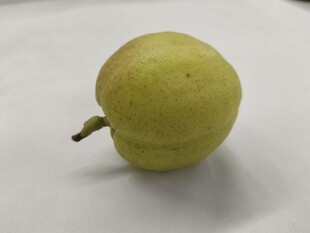 新疆库尔勒香梨