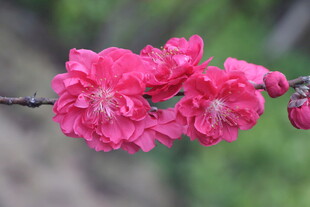 桃花枝